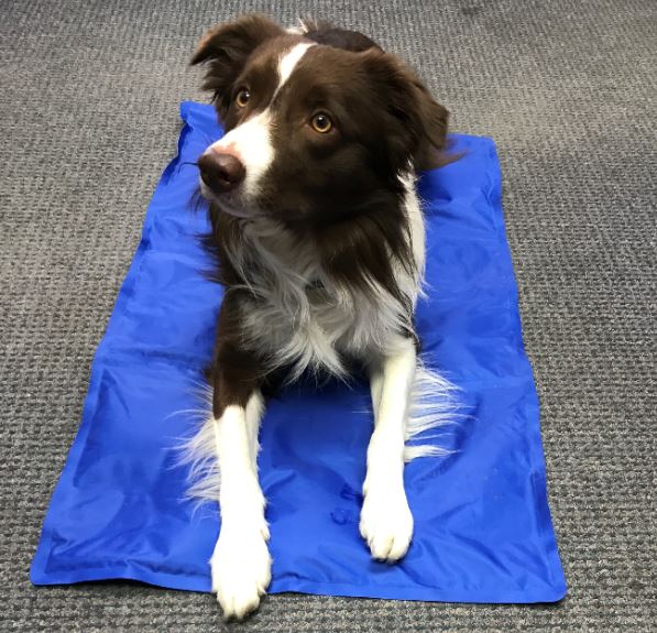 Cool Runners Pet Cooling Mats